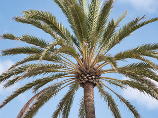 Trunk and leaves of a palm tree against a blue sky. Partial view