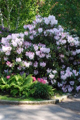 Blumen in verschiedenen Farben im Park                 