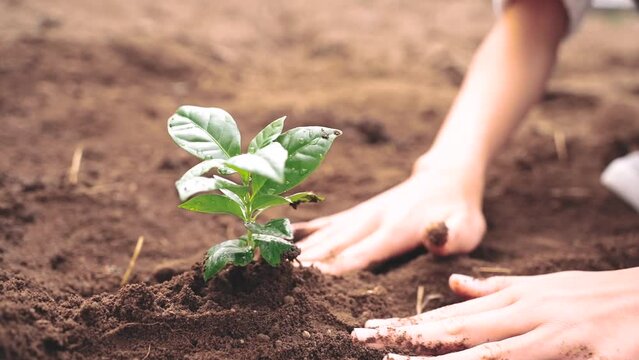 植物の苗を植えているアジア人の女の子