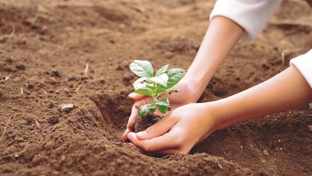 植物の苗を植えているアジア人の女の子