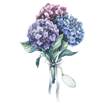 Hydrangea flowers are blue, lilac and pink in the form of a bouquet with a satin ribbon and a paper tag for the inscription. Watercolor illustration from the WEDDING FLOWERS collection. For the design