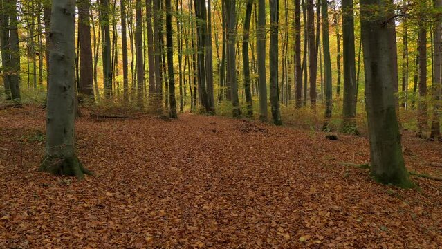 Buchen mit bunten Blättern im Herbst, Bayern, Deutschland