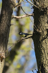 Blaumeise auf einem Ast