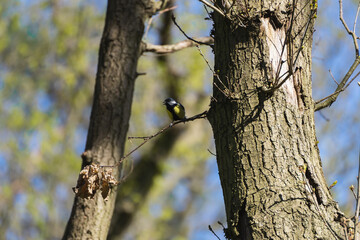 Blaumeise auf einem Ast