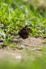 Schmetterling sonnt sich