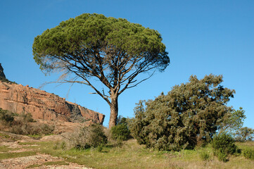 Pin d'Alep, Pinus halepensis, Rochers de porphyre, Site protégé du Massif de l'Esterel , 83, Var