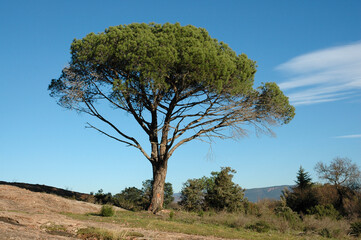 Pin d'Alep, Pinus halepensis, Rochers de porphyre, Site protégé du Massif de l'Esterel , 83, Var