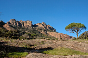 Fototapeta na wymiar Pin d'Alep, Pinus halepensis, Rochers de porphyre, Site protégé du Massif de l'Esterel , 83, Var