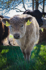 Kälbchen auf der Weide