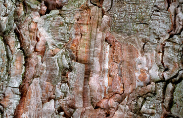 Pin de Corse, Pinus laricio corsicana