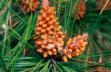Pin sylvestre, Pinus sylvestris
