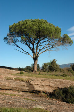 Pin d'Alep, Pinus halepensis, Rochers de porphyre, Site protégé du Massif de l'Esterel , 83, Var