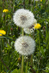 Pissenlit, Taxacum officinale