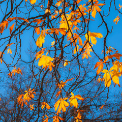 Autumn and winter background. Backlit horse chestnut brown, orange, and yellow leaves with bare branches trees