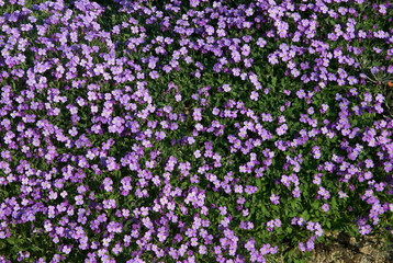 Campanule, Campanula muralis