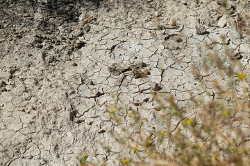 terreno de tierra desquebrajado por la sequía en otoño