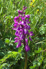 Orchis à larges feuilles, Orchis latifolia