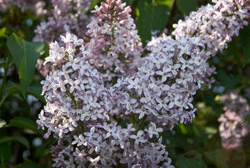 Lilas, Seringat vulgaris 'Maréchal de Basompierre'