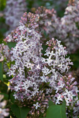 Lilas, Seringat vulgaris 'Maréchal de Basompierre'
