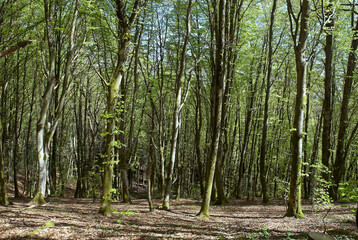 Hêtre, Fagus silvatica, Parc naturel régional du Morvan, 71, Saône et Loire