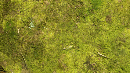 mossy and moldy rock texture as background
