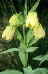 Fritillaire, Fritillaria pallidiflora