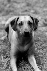 Grayscale shot of a dog sitting on the grass