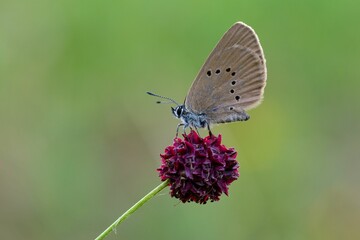 Fototapeta na wymiar Closeup of a dusky large blue butterfly on plant against blur background