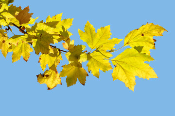 Yellow plane leaves in autumn