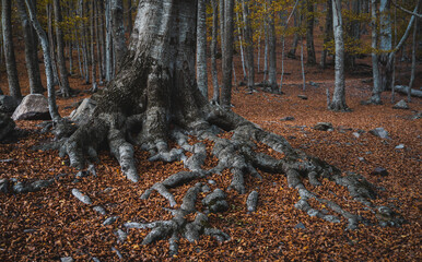 Raices de Haya en el otoño