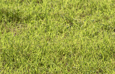 Green grasses in a grassland