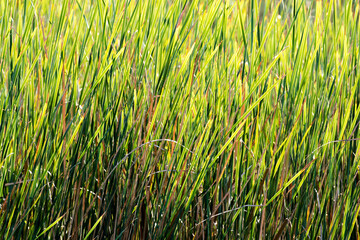 Common reeds by a lake side