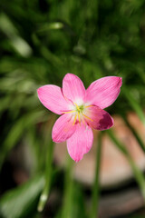 Fairy Lily, Rain Lily, small pink flower