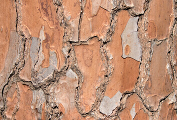 Pinus brutia, commonly known as the Turkish pine, is a species of pine native to the eastern Mediterranean region. 