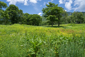 初夏の笹ヶ峰高原、青々した緑一色に染まる