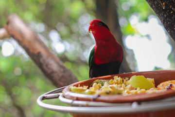 Red green parrot