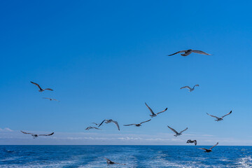 Fototapeta na wymiar A flock of seagulls over the ocean always accompanies fishing ships