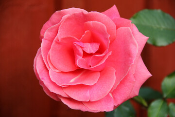Rosenblüte