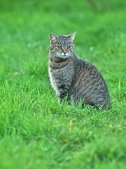 European tabby cat in a green saturated meadow, with copy space.