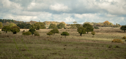 Obraz premium a view over scattered woodland trees and meadows with a cloudy summer sky, Salisbury Plain, Wiltshire UK