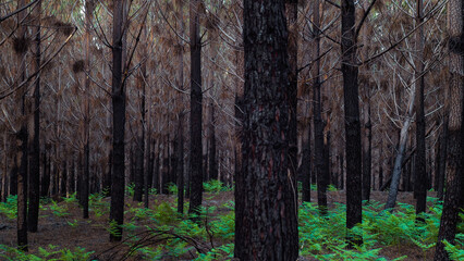 Forêt de pins calcinée, après le passage des incendies de l'été 2022, à proximité de Landiras
