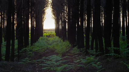 Forêt de pins calcinée, après le passage des incendies de l'été 2022, à proximité de Landiras