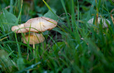 close up of field mushroom (Agaricus campestris)