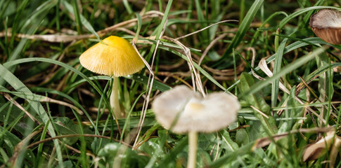 close up of a Golden Waxcap mushrooms (Hygrocybe chlorphana)