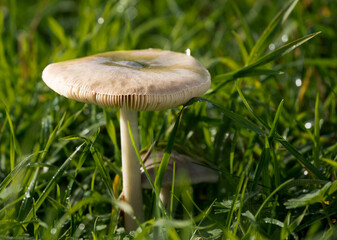 close up of Common Rustgill mushroom (Gymnopolis penetrans)