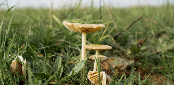 close up of Common Rustgill mushroom (Gymnopolis penetrans)