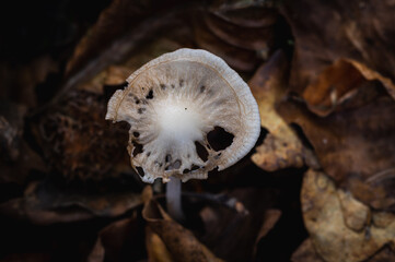 Setas en el bosque una mañan de otoño