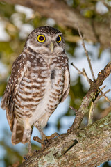 burrowing owl Florida