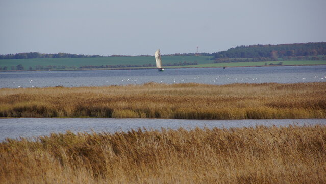Segler im Bodden