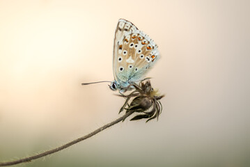 Obraz premium Mariposas posadas en verano